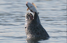 Seal eating
