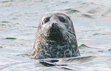 Seal