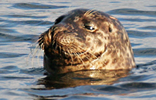 Seal