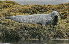 Seal